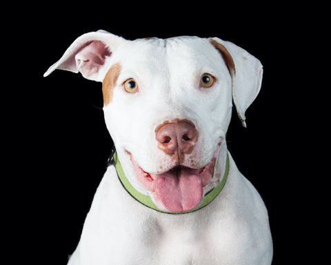 Friendly White Pit Bull Over Black