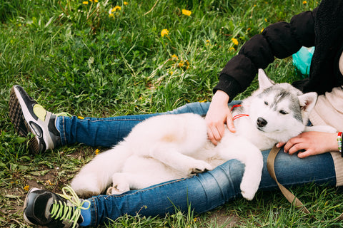Der lustige junge Husky-Welpe sitzt in der Umarmung eines Mädchens im grünen Gras