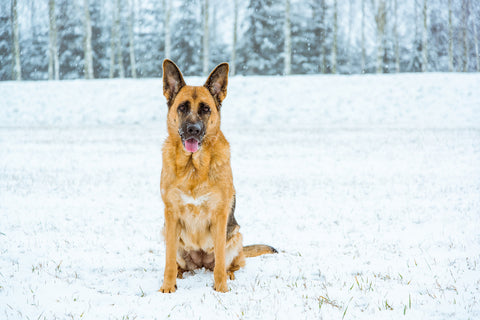 Deutscher Schäferhund sitzt im Winter im Freien.