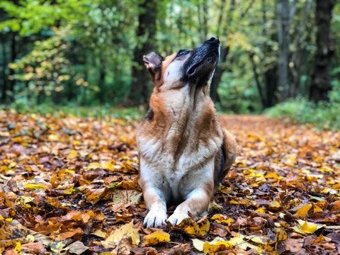 Deutscher Schäferhund im Herbst