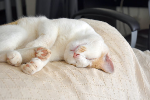 Ingwer und weiße Katze schlafen zu Hause auf einem Sofa.