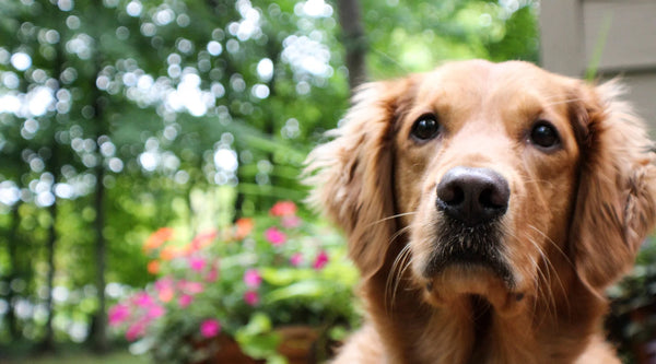 Golden Cocker Retriever
