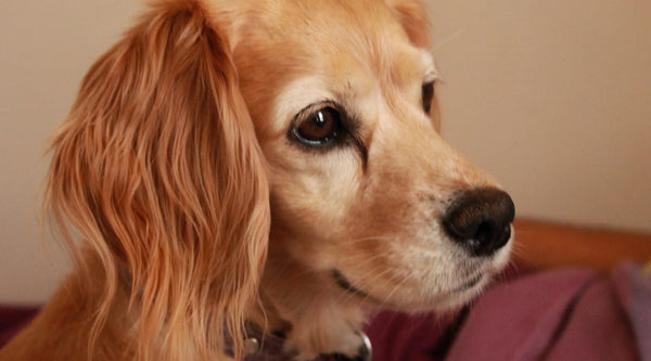 Golden Cocker Retriever