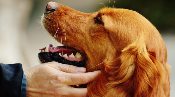 golden retriever cocker spaniel mix