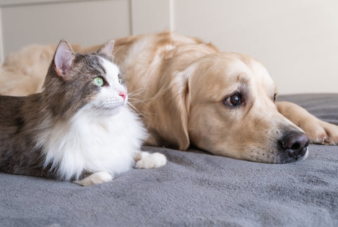 Gray cat and dog golden retriever lie together on the crib.