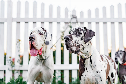 Great Dane dogs near the fence
