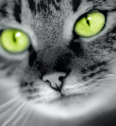The close-up of a green-eyed cat