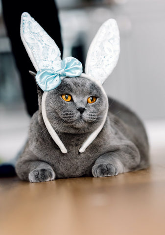 Grey cat with cute bunny-like headband