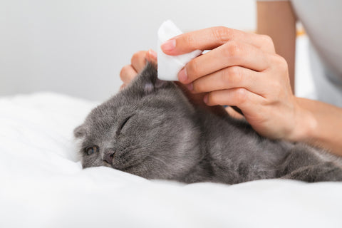 Reinigen Sie ein kleines blauschwarzes Kätzchen der Scottish Fold-Rasse auf einem weißen Bett mit Watte und Ohrenschmalz von Hand.