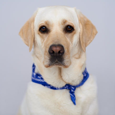 Handsome golden labrador