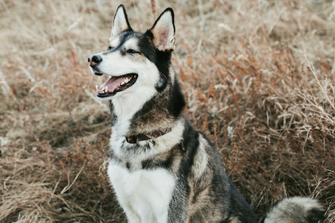 Fröhlicher Husky lächelt auf einem Feld