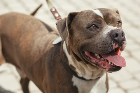 Fröhliches Pitbull-Porträt in sonniger Straße