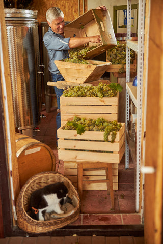 Hard-working aged man loading grapes into a crusher and a cat watching