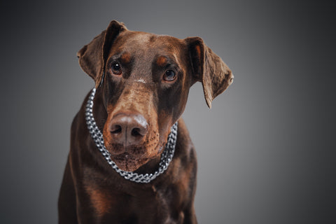 Headshot of brown doberman with collar against gray background