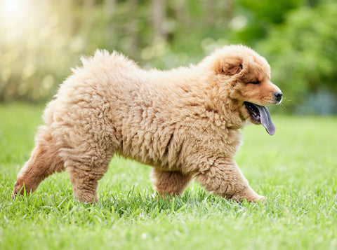 Shot of a cute chow chow dog on the lawn outdoors.