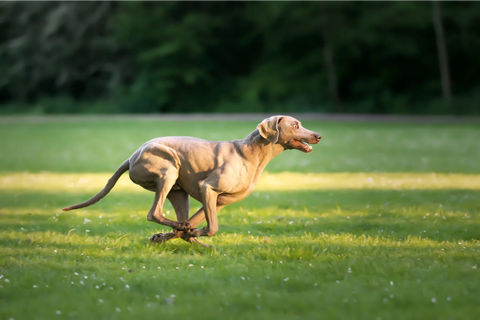 how-fast-can-a-pitbull-run