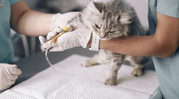 How Long Can A Cat Live With Feline Leukemia