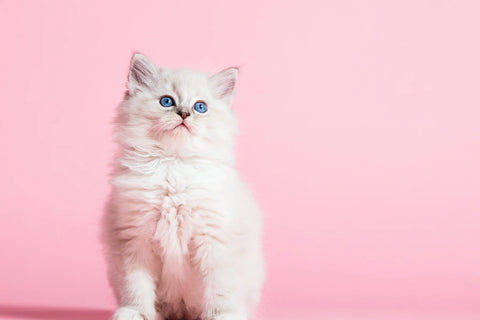 how-long-can-a-kitten-go-without-eating
