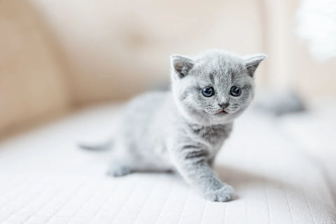 how-long-can-a-kitten-go-without-eating