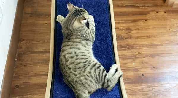 How To Get Cat Use to Scratching Posts