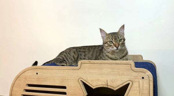 How To Get Cat Use to Scratching Posts