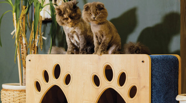 How To Get Cat Use to Scratching Posts