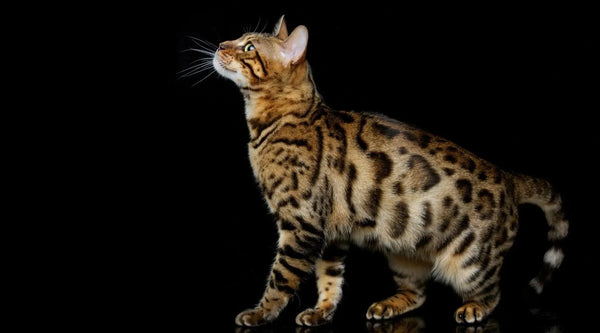 How long do Bengal cats live