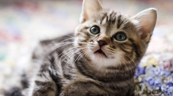 How long do Bengal cats live