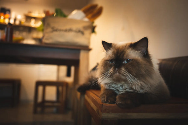 how long do cats live