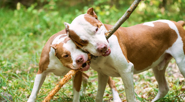 how long do pitbulls live