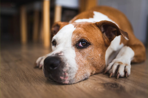 how to crate train an older dog