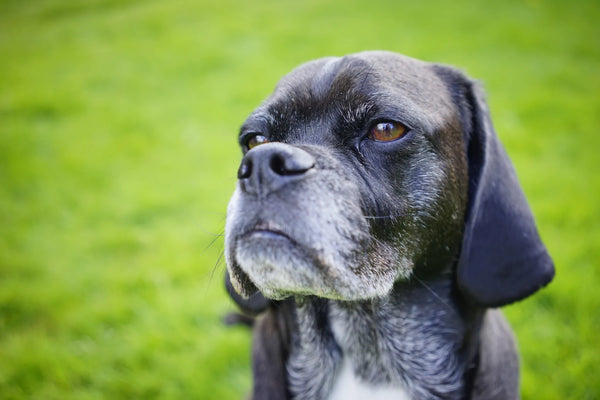 how to crate train an older dog