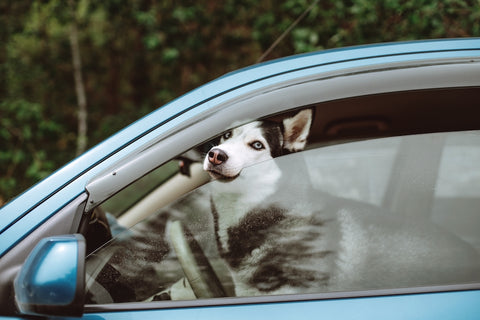 husky dog in the car