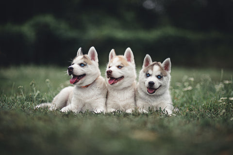 3 Husky Puppies
