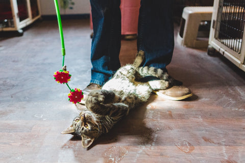 Kitten Playing with Toy