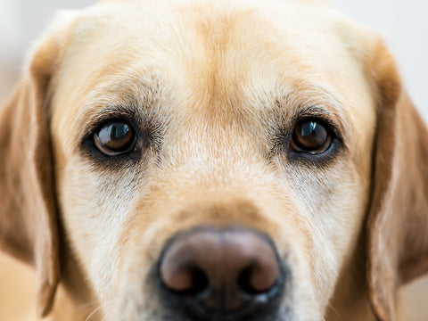 Welpe Labrador Retriever