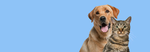 Labrador retriever dog panting and tabby cat in front of blue