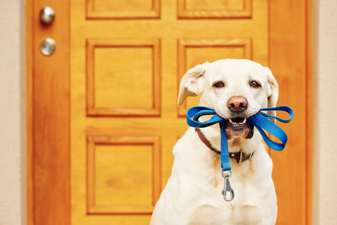 Labrador retriever with leash is waiting for walk.