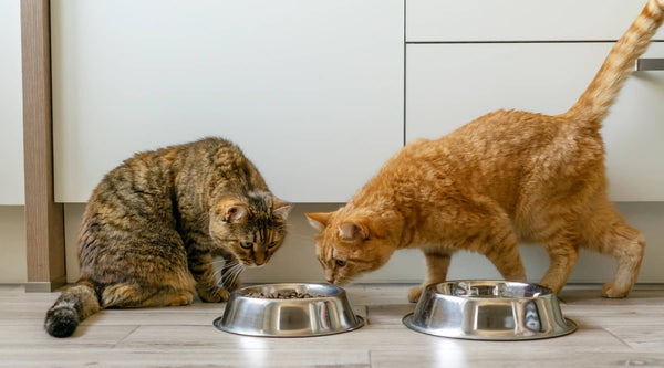 two cats from different cat breeds enjoying food together