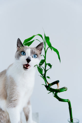 Light Gray Cat is looking a plant