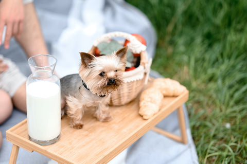 Kleiner Hund auf dem Picknicktisch