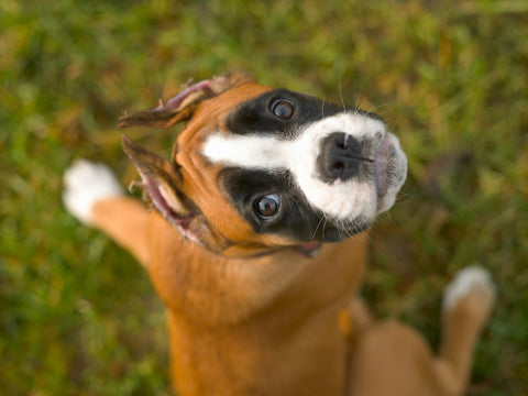 Little puppy of boxer breed dog on a background of green grass