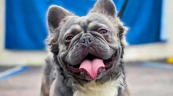 Long Haired Blue French Bulldog Puppies for Sale Near Me - wide 1