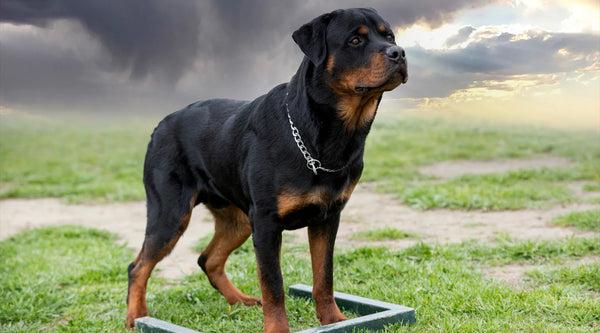  long haired Rottweiler