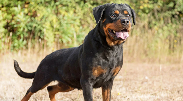 The Long Haired Rottweiler: Dog Hairdressing (Detailed Care)