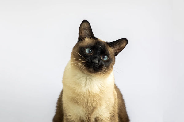 lynx point siamese