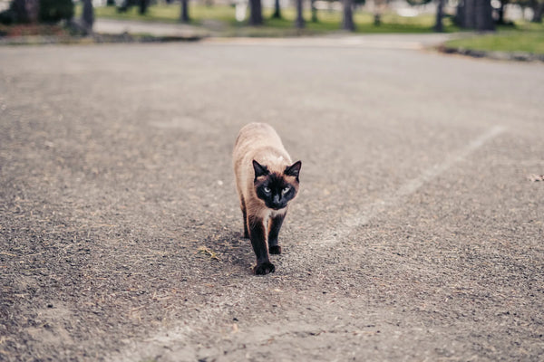 lynx point siamese