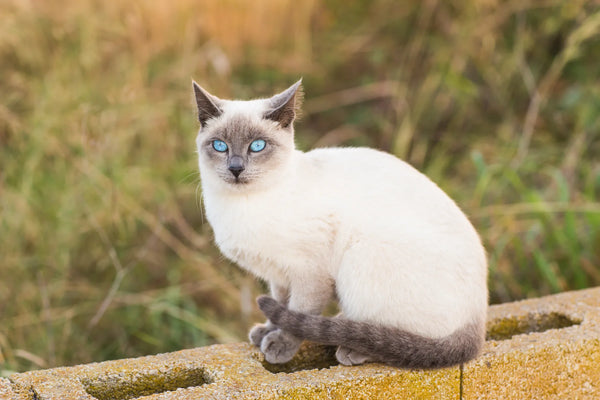 lynx point siamese