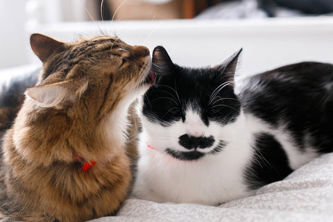Maine Coon leckt und putzt seine lustige Freundkatze mit Schnurrbart