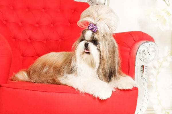 maltese shih tzu